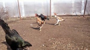 Shamo / Шамо бойцовые куры  /fighting chickens