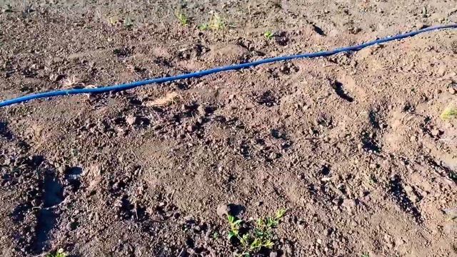 ПОСАДКА ПОМИДОР В ОТКРЫТЫЙ ГРУНТ/ЦВЕТЫ ДЛЯ ЛЕТНЕГО САДА/ПОСАДКА ЦВЕТОВКУПИЛА ЗАБРОШЕННУЮ ДАЧУ #9 смотреть онлайн