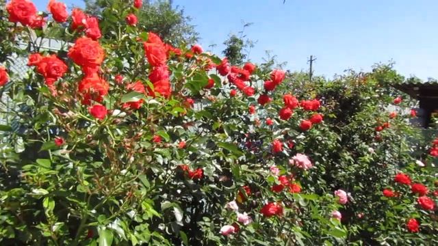 Мой Розовый Сад 2021г.Розы: 