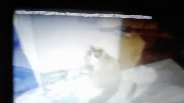 Коты боятся огурцов.:-D смотреть онлайн