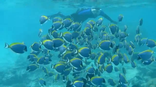 Мальдивские рыбы-хирурги смотреть онлайн