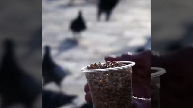 Продажи КОРМА для Пернатых! Бизнес ИДЕИ на ЛЕТО 2022! #Shorts смотреть онлайн