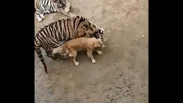 животные друзья смотреть онлайн