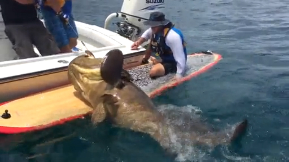 Поймал огромного окуня смотреть онлайн