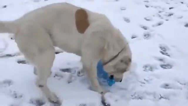 Тигр против Алабая🐶