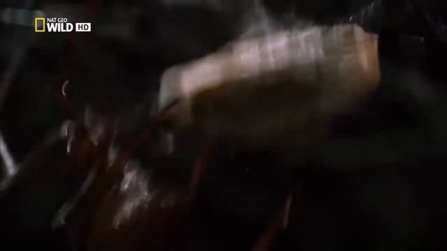 Охота паука в паутине смотреть онлайн