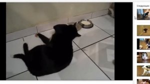 ЧТО БУДЕТ, ЕСЛИ КОТУ ДАТЬ ВАЛЕРЬЯНКУ