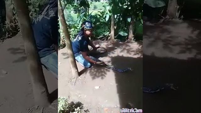 Mainin KC Yng Lgi  D Jmur