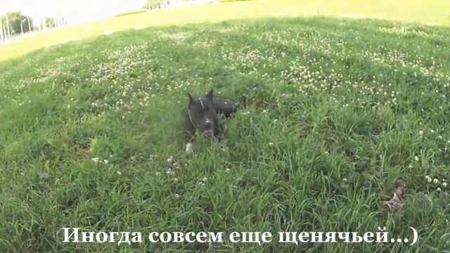 Дрессировка "ФанДогс". Прайтер Граф 6 мес . 4 занятие смотреть онлайн