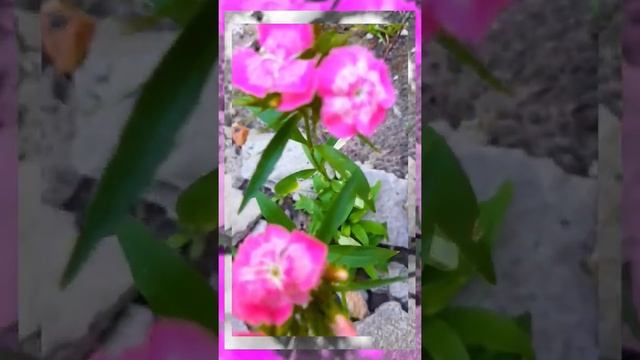 Выросли цветы на камнях???? смотреть онлайн