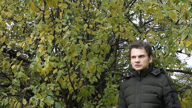 РЖАВЧИНА ЛИСТЬЕВ СЛИВЫ: СИМПТОМЫ, ПРИЧИНЫ, ЛЕЧЕНИЕ смотреть онлайн