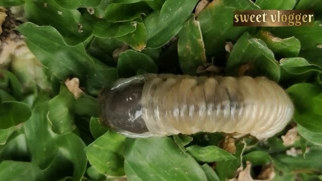 COCKCHAFER LARVA(Melolontha Melolontha) AKA 
