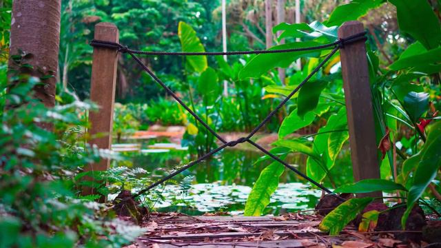 Singapore Botanic Gardens - Ginger Garden - 4K