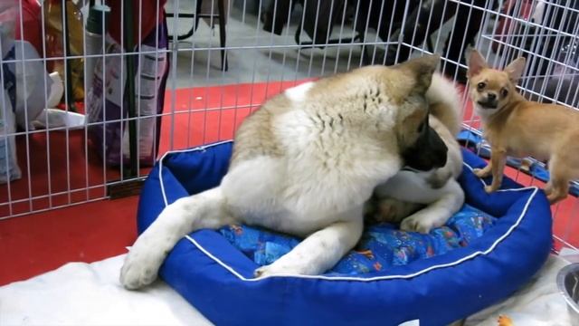 Лучшие щенки хаски, акита-ину, алабаи, шпицы и д.р. на выставке собак (Puppies show) смотреть онлайн