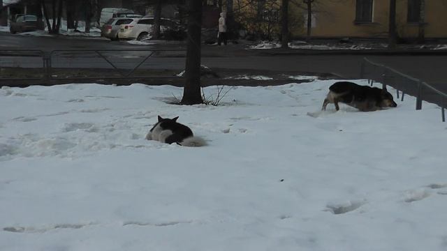 Веселые собачки смотреть онлайн