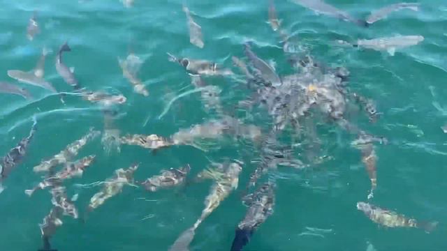 Эгейское море и много рыб, Афины Греция смотреть онлайн