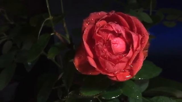 Цветы , роза смотреть онлайн