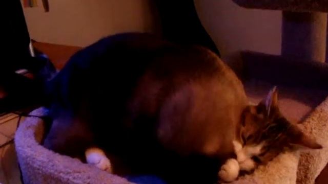 Felis silvestris catus MMA смотреть онлайн