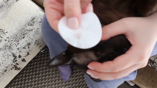 Чем промыть глаза кошке смотреть онлайн