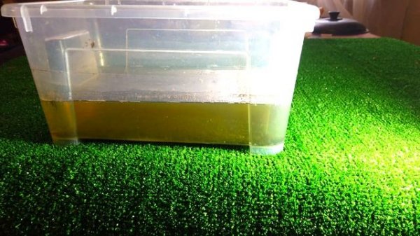 Разведение артемия в домашних условиях часть 3