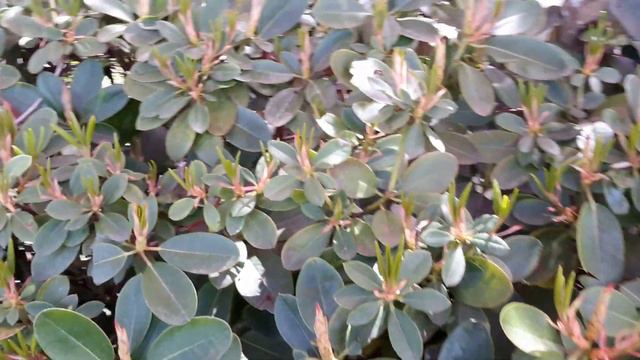 Rhododendron 'Unique' смотреть онлайн