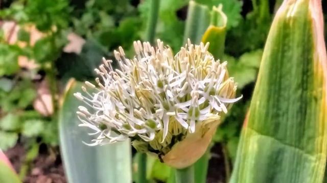 Декоративный лук Аллиум. Zierlauch Allium. Decorative Bow Allium.