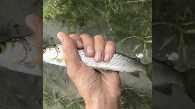 Р Бурятия. Тункинский район. Рыбалка . Хариус . Верховой настрой . Мухи смотреть онлайн