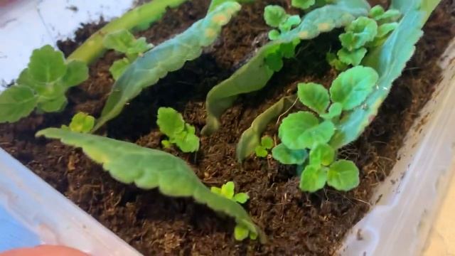 Два листочка и много деток. Глоксинии.