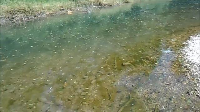 Архипо-Осиповка, 11 августа / Зачем ездить на море? / Кишечка смотреть онлайн