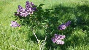 Не цветет сирень?  Мой способ заставить ее цвести