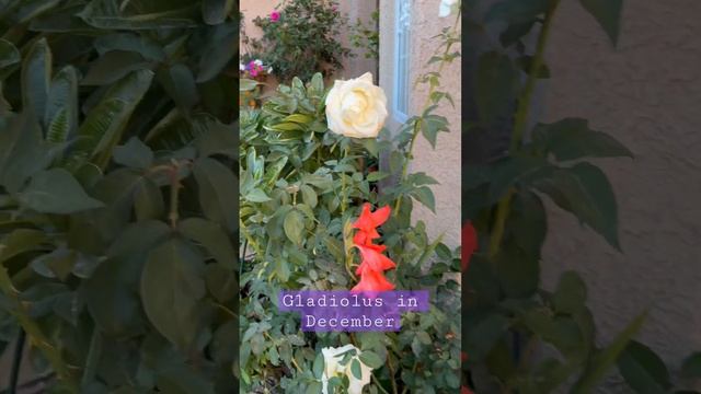 Gladiolus and Roses in December #mylife #mygarden #rose #gladiolus #december смотреть онлайн