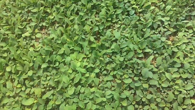 Редис 7 мая, второй оборот смотреть онлайн