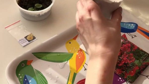 Главная первая подкормка кальциевой селитрой!