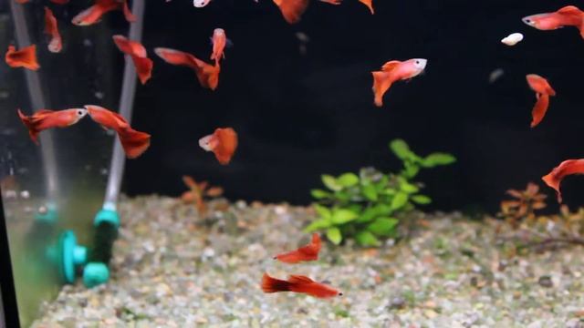 full red guppy гуппи полностью красные смотреть онлайн