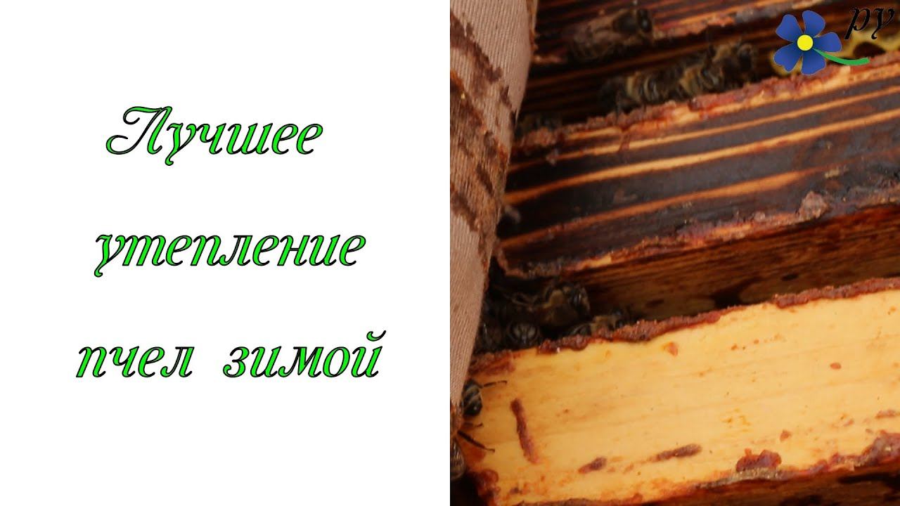 Лучшее утепление пчел зимой смотреть онлайн