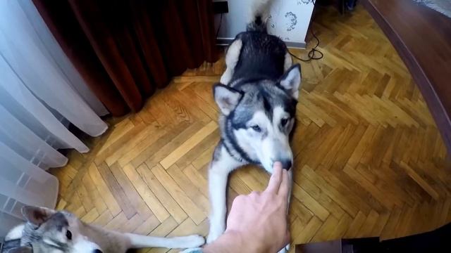 ИЗДЕВАТЕЛЬСТВО НАД СОБАКОЙ! МУЧАЕМ ХАСКИ И МАЛАМУТА!