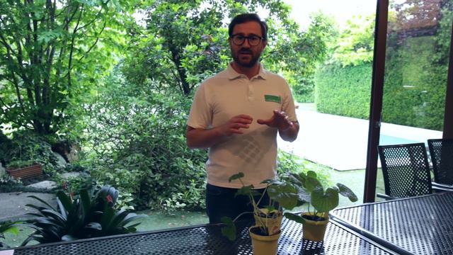 Wasabia, ecco come coltivare una pianta davvero particolare! смотреть онлайн