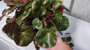 Бегония краснолистная