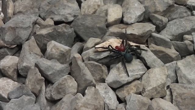 Top 20 MOST Venomous Spiders смотреть онлайн