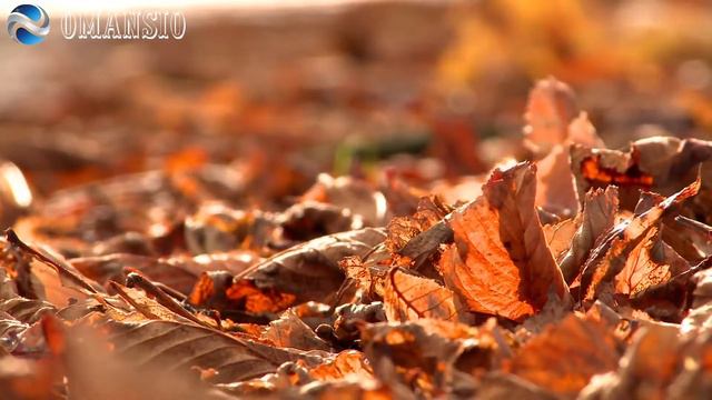 #Грустит #кленовая #листва #Лариса #Гордьера смотреть онлайн