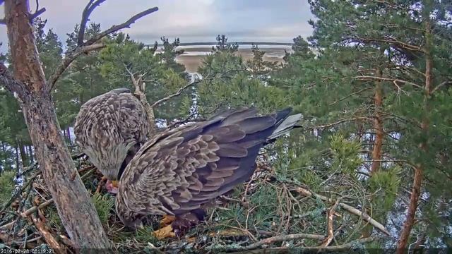 EstoniaWTENeastCam©Looduskalender 28 feb 2016 White tailed eagles смотреть онлайн