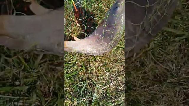 Ловля карпа на платном озере. смотреть онлайн