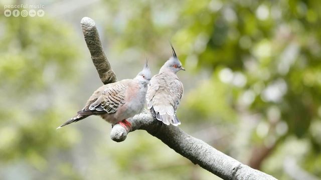 Расслабляющая музыка ? лечебная музыка для сердца и сосудов, релакс, музыка для души #5 смотреть онлайн