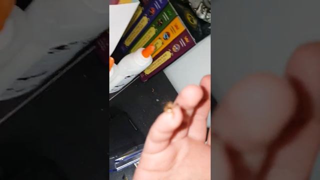 Me and jumpy the jumping spider смотреть онлайн