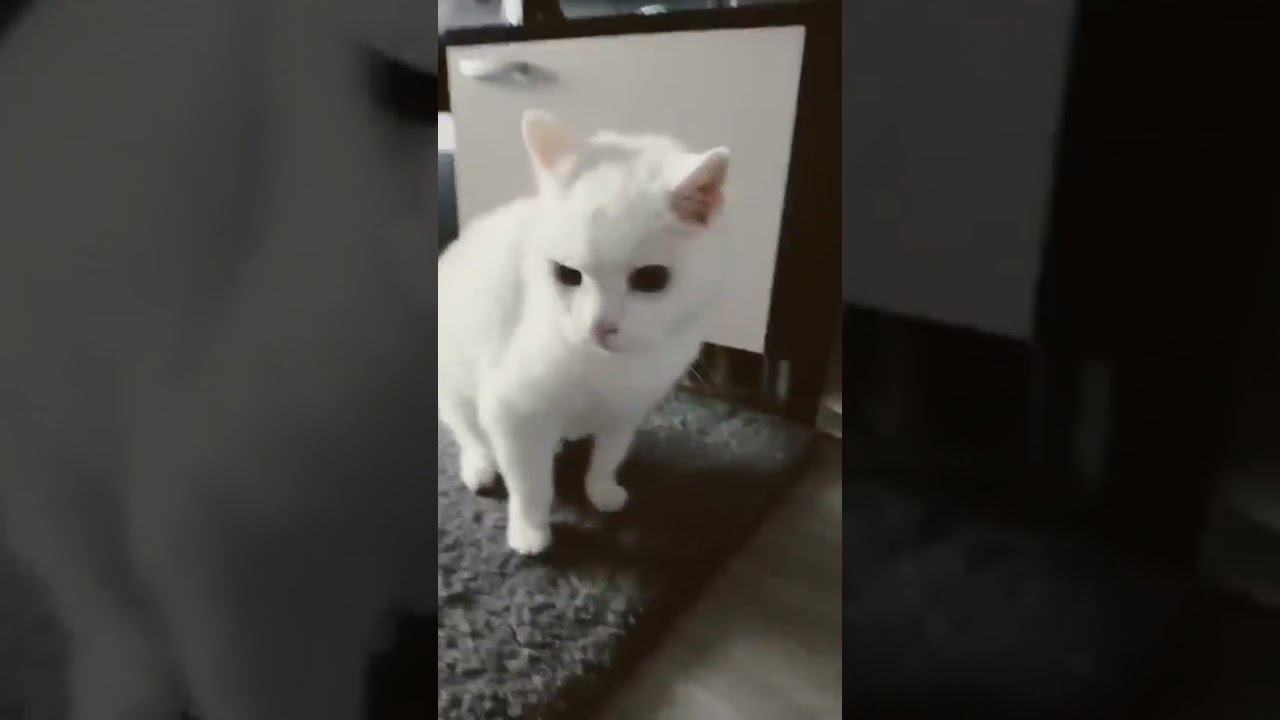 Обращение к зрителям! смотреть онлайн