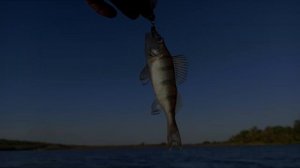 Как быстро поймать живца? Шесть способов ловли живца для хищника