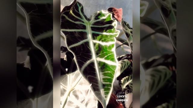 ALOCASIA AMAZONICA | MÔN QUAN ÂM