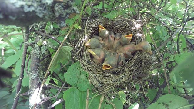 Жулан у дороги 160613 1 18 GP 4 ♀ дала паука, ОБА В КАДРЕ ОТЛИЧНО смотреть онлайн