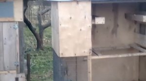 Обзор моих мини голубятни