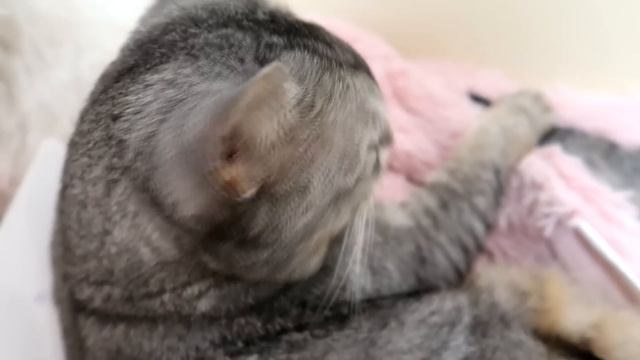 КОШАЧЬЯ ИСТОРИЯ УЖАСОВ 7 СЕРИЯ | НЕ ОТКРЫВАЙ ШКАТУЛКУ! смотреть онлайн